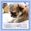 チワワ(ロング)【大阪府・男の子・2025年7月17日・フォーン&ホワイト(※仔鹿のような天然色✨)】の写真4「当犬舎は見た目も性格も『カワイイ』にこだわりブリーディングを行っています！見比べてみてくださいね」