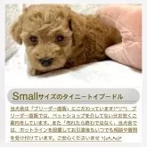 タイニープードル【大阪府・男の子・2025年9月16日・レッドフォーン(1番人気の鮮やかな赤毛ちゃんです)】の写真4「当犬舎では、お引き渡し後もアフターサポートのためのホットラインをご用意しておりますのでご安心ください」