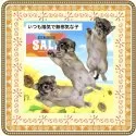 チワワ(ロング)【大阪府・男の子・2025年7月17日・フォーン&ホワイト(※仔鹿のような天然色✨)】の写真6「元気で明るい性格に育ってもらうためスタッフ一同常に楽しく接するよう心掛けています╰(*´︶`*)╯♡」