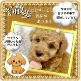 タイニープードル【大阪府・男の子・2025年9月16日・レッドフォーン(1番人気の鮮やかな赤毛ちゃんです)】の写真6「当犬舎では見た目だけではなく性格も“カワイイ”と言っていただけるようブリーディングを務めています」