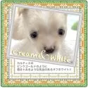 チワワ(ロング)【大阪府・男の子・2025年8月17日・クリーム&ホワイト(ピンクゴールドの柔らかな毛色)】の写真8「誰かにくっついてると安心みたいで、抱っこしてるうちにスヤスヤ寝てしまいます笑笑♡」