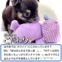 チワワ(ロング)【大阪府・男の子・2024年11月9日・トライカラー(※3色カラーのブラックタンくんです)】の写真7「ヌイグルミ🧸は最高のお友だちみたい！でも、ヌイグルミちゃんは『災難』ですよ笑笑💦」