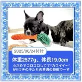 フレンチブルドッグ【大阪府・男の子・2025年4月20日・ブリンドル《お顔センター、エプロンの白がポイント》】の写真7「🟥なるべく私たちの手で家族を見つけてあげたくて大捜索中‼️ご協力お願いいたします╰(*´︶`*)╯」