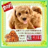 タイニープードル【大阪府・男の子・2025年9月16日・レッドフォーン(1番人気の鮮やかな赤毛ちゃんです)】の写真8「ご見学にはご予約が必要です。ご希望日をご連絡下さい。」