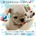 フレンチブルドッグ【大阪府・男の子・2024年11月3日・ホワイト&クリーム 見た目にとても優しい毛色です♬】の写真8「普段はおとなしくて、抱っこ好きなちっちゃなフレブルくんです★」