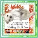 チワワ(ロング)【大阪府・男の子・2025年8月17日・クリーム&ホワイト(ピンクゴールドの柔らかな毛色)】の写真9「人が好きで、スタッフを見つけるとジーッと「抱っこしてー」の熱視線を送ってきます♡」