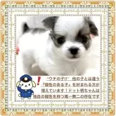 チワワ(ロング)【大阪府・女の子・2025年5月4日・ホワイト&フォーン(ブラウン系ドット柄が綺麗です)】の写真6「🟥早く保育室を空けなければなりませんので、特に可愛い子を厳選のうえ期間限定大特価でご案内中です‼️」