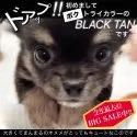 チワワ(ロング)【大阪府・男の子・2024年11月9日・トライカラー(※3色カラーのブラックタンくんです)】の写真9「あ！注意⚠️笑　　抱っこしてあげようとしてるだけなのに、突進&ジャンプで頭突きしてきます笑」