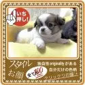 チワワ(ロング)【大阪府・女の子・2025年8月11日・セーブル&ホワイト(鮮やかなフォーンセーブルの子)】の写真9「ドット柄は同じ柄はないので、みーんなオリジナル٩(๑❛ᴗ❛๑)۶個性って大事だよねー」