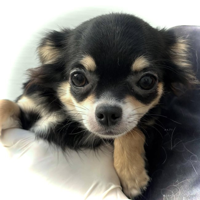 チワワ(ロング)【・女の子・2025年4月29日・ブラックタン&amp;ホワイト】