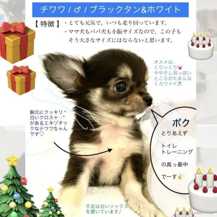 タンくん 様のお迎えした子犬