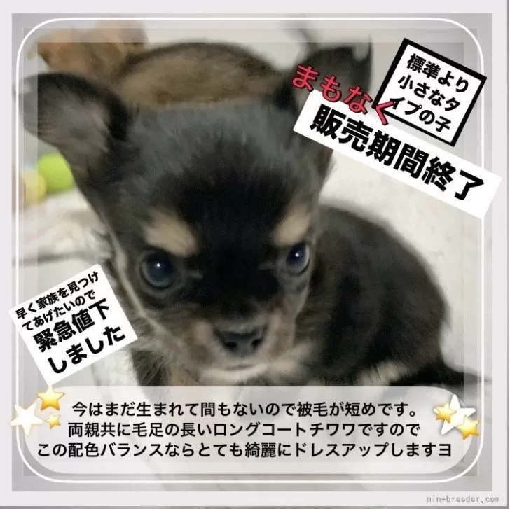 ID:2402-00237の子犬
