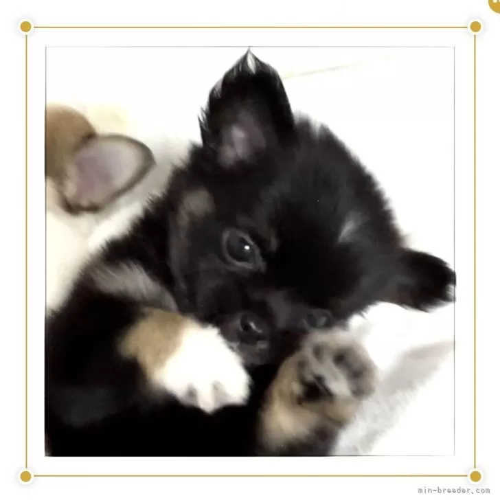 ID:2407-01172の子犬