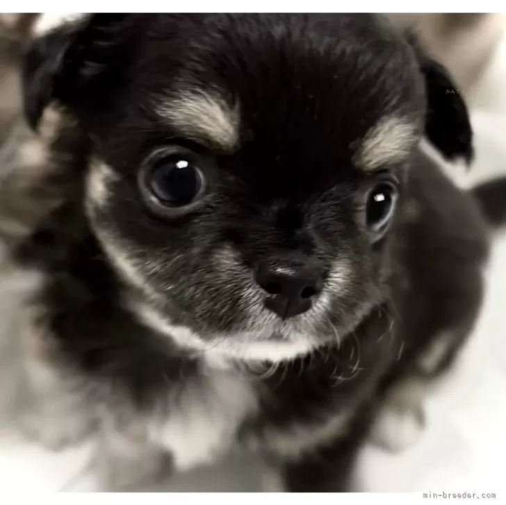 ID:2410-03974の子犬