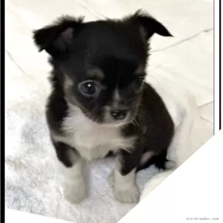 ID:2404-03153の子犬
