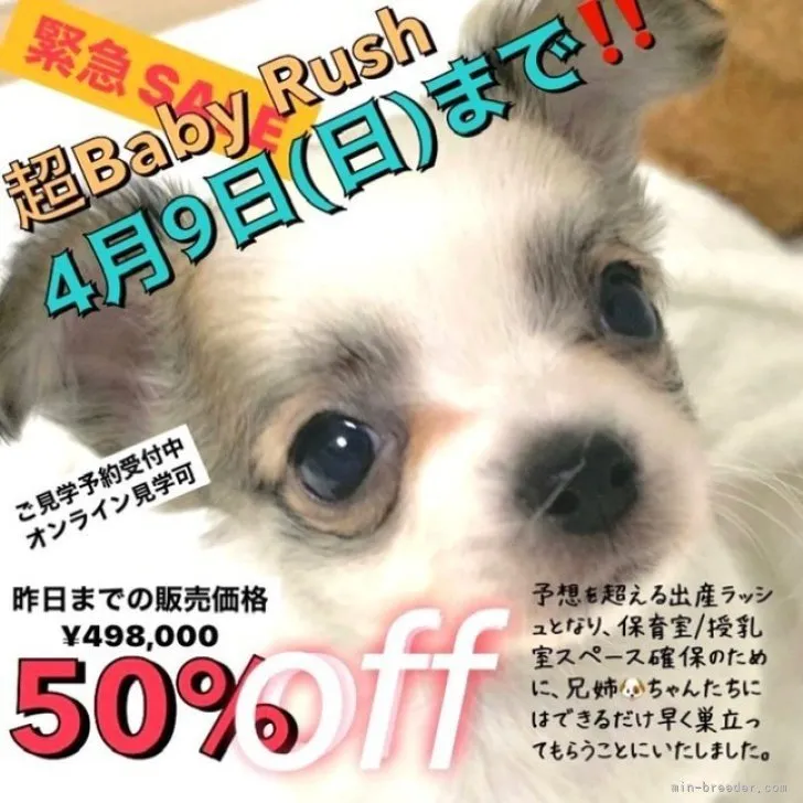 ID：2303-01471の子犬