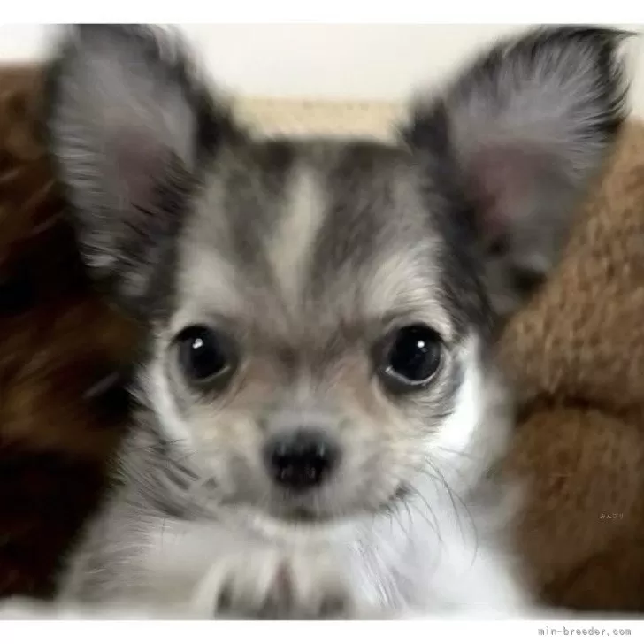 ID：2409-05221の子犬