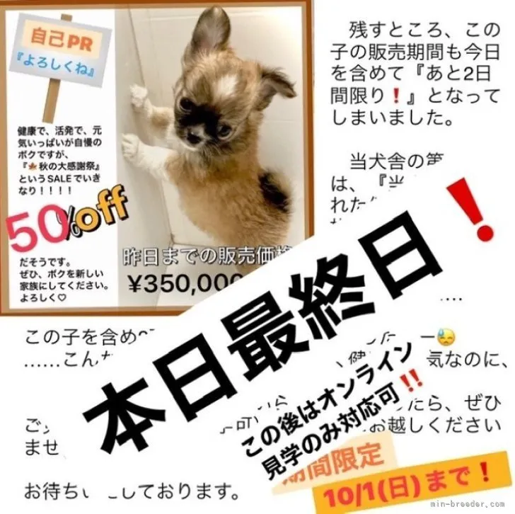 ID:2308-05748の子犬