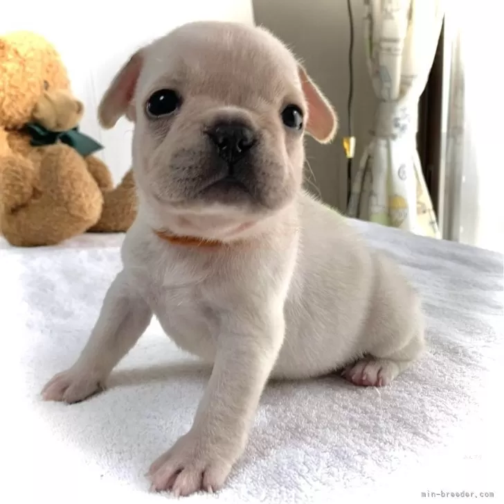 ID:2312-06824の子犬
