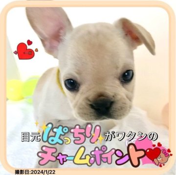 フレンチブルドッグ【大阪府・女の子・2023年11月15日・クリーム:落ち着きのあるいちばん人気の毛色です😊】の写真「人が大好きなので近寄るだけで駆け寄ってきます✨」
