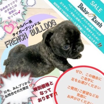 フレンチブルドッグ【大阪府・男の子・2023年4月19日・ブリンドル《白✖️クロのタイガーブリンドル君です》】の写真「このカワユサは写真では伝えきれませーん(^^)💕💕」