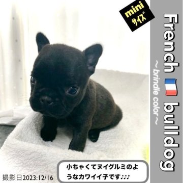 フレンチブルドッグ【大阪府・男の子・2023年10月28日・ブリンドル:おはぎ?って感じの黒々とした子🤗】の写真「ほんとーに小さい子♡minimumフレブルくんです」