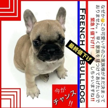 フレンチブルドッグ【大阪府・男の子・2023年10月8日・フォーン : とても落ち着いた毛色です🤗✨】の写真「とっても小さいサイズのカワイイ子です💕」