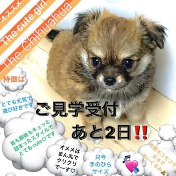 チワワ(ロング)【大阪府・女の子・2023年4月27日・レッド&ホワイト】の写真「ちょっぴりおてんばで、よく遊ぶモコモコ女子です😀💘」