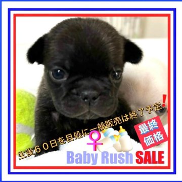 フレンチブルドッグ【大阪府・女の子・2024年5月1日・ブリンドル】の写真「大きくてとても綺麗な目❗️理想的なドワーフ体型⭐️」