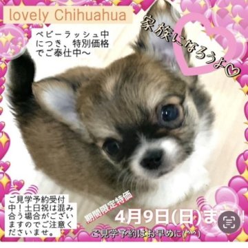 チワワ(ロング)【大阪府・女の子・2023年2月2日・レッド&ホワイト】の写真「お顔の各パーツがバッチリ✨整った超~美形の女の子♡」