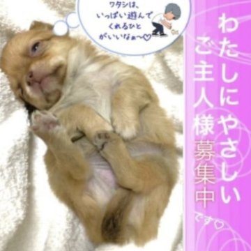 チワワ(ロング)【大阪府・女の子・2023年1月12日・チョコレート】の写真「ふんわりソフト毛質でお鼻までチョコレート色の女の子」
