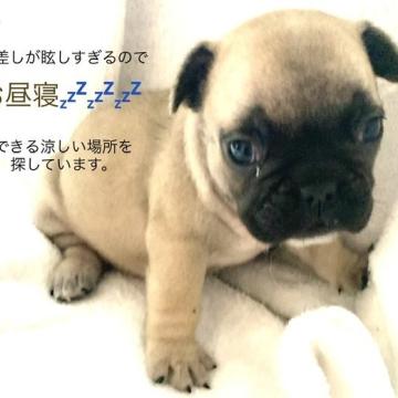 フレンチブルドッグ【大阪府・女の子・2022年9月1日・フォーン】の写真「ポッチャリ系の女の子🐶元気いっぱいです＼(^o^)」