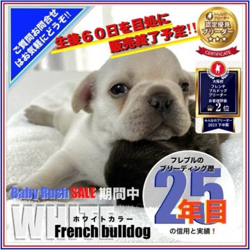 フレンチブルドッグ【大阪府・男の子・2024年5月1日・クリーム】の写真「⭐️フレブルブリーディング歴25年uおすすめ🐶⭐」