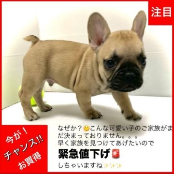 フレンチブルドッグ【大阪府・男の子・2023年10月8日・フォーン : とても落ち着いた毛色です🤗✨】の写真「🌟大感謝祭🎉SALE中だの価格になっております」