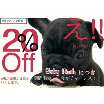 フレンチブルドッグ【大阪府・男の子・2022年8月14日・ブリンドル《タイガーブリンドル》】の写真「ちょっと甘えん坊さんのタイガーブリンドルの男の子🐯」