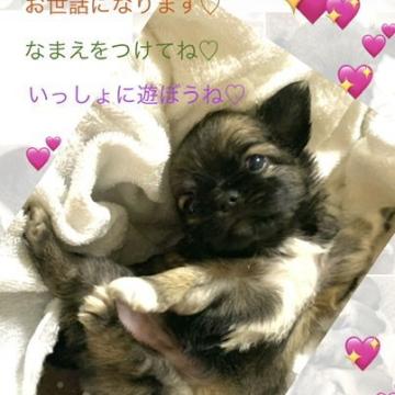 チワワ(ロング)【大阪府・女の子・2022年8月23日・フォーン】の写真「顔、背中、お腹、全て左右対象⤴︎⤴︎💮💮💮」