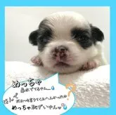チワワ(ロング)【大阪府・男の子・2023年7月31日・ブラック&ホワイト《超キレイな🐄柄ちゃんでーす♡》】の写真1「黒毛バランスがとても良いのでロン毛になった時が楽しみです♬」