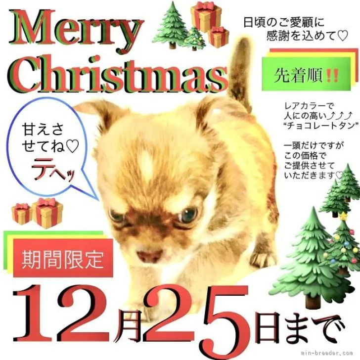 らんらん 様のお迎えした子犬
