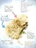 ティーカッププードル【大阪府・女の子・2022年7月20日・アプリコット】の写真2「ワタシ🐶の…いわゆる「取説」ですね(^^)☝️✨」
