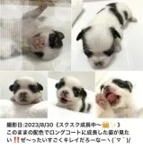 チワワ(ロング)【大阪府・男の子・2023年7月31日・ブラック&ホワイト《超キレイな🐄柄ちゃんでーす♡》】の写真3「色柄も良い💮ですが、何と言っても憂のあるクリクリの瞳が魅力的な子です♡」