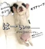 チワワ(ロング)【大阪府・男の子・2023年7月31日・ブラック&ホワイト《超キレイな🐄柄ちゃんでーす♡》】の写真5「小さい子なので、、、撮影は退屈だったみたいですー😮‍💨💧」