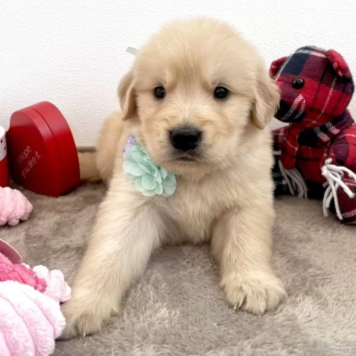 ID：2504-00772の子犬