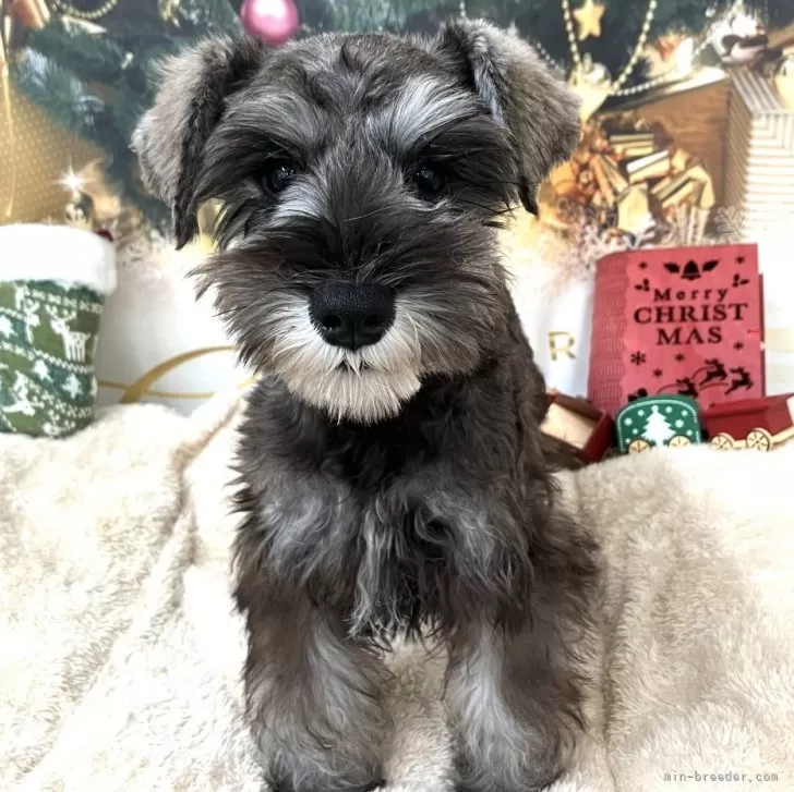 ID:2411-03662の子犬