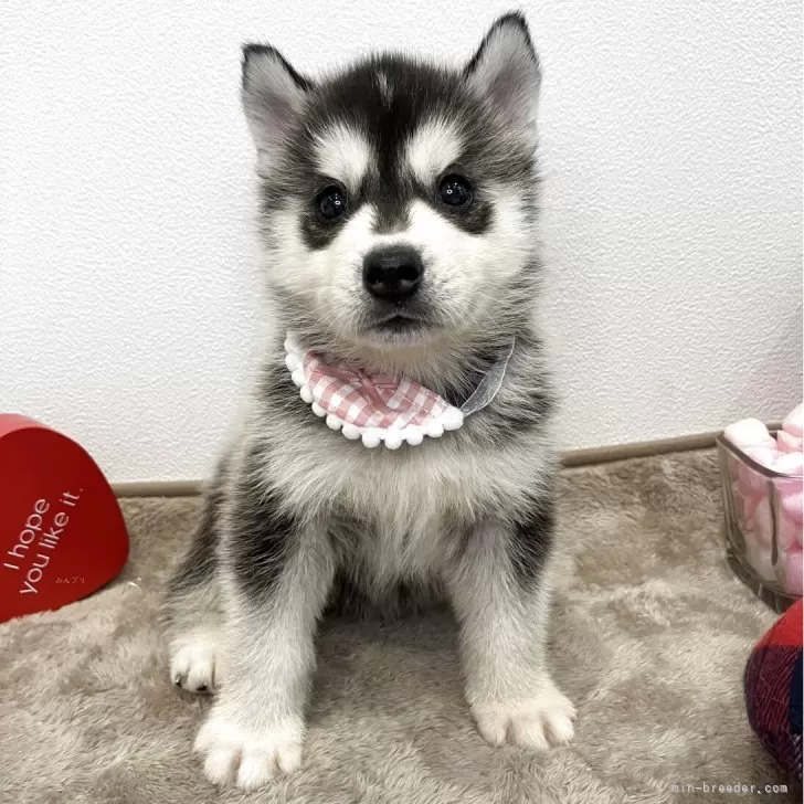 ID:2505-06504の子犬