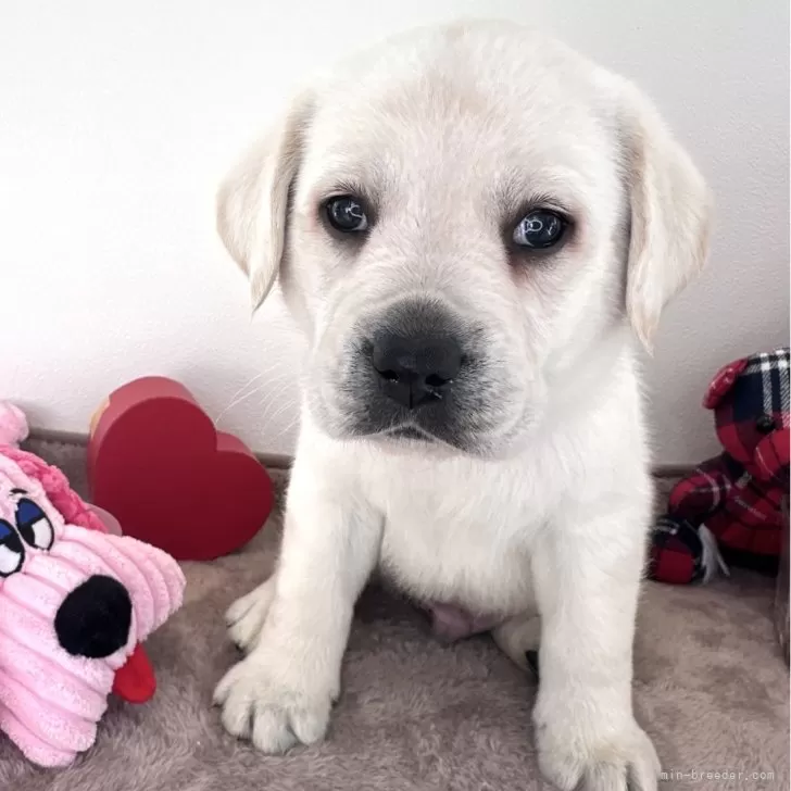 ID:2501-08201の子犬