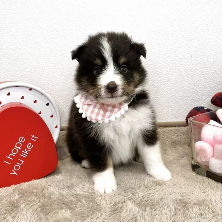 ID：2507-03494の子犬