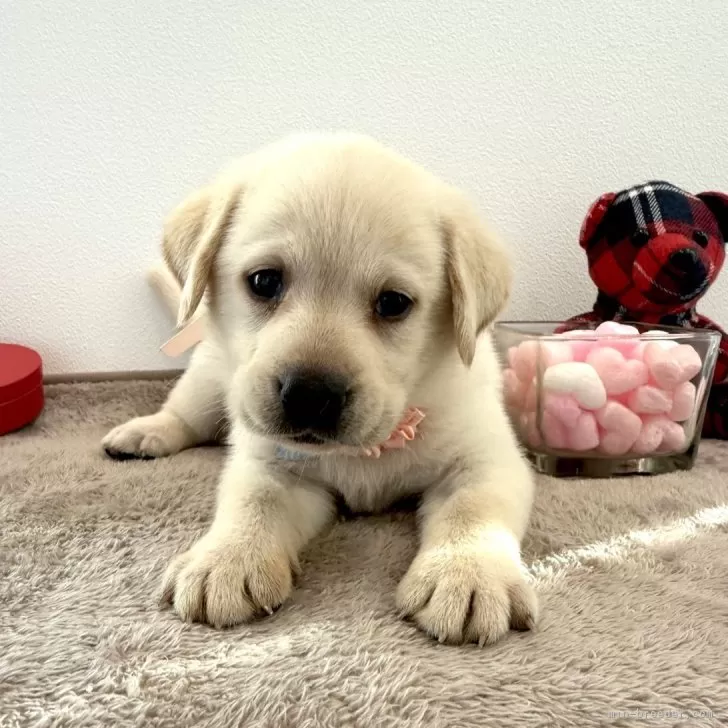ID：2509-05626の子犬