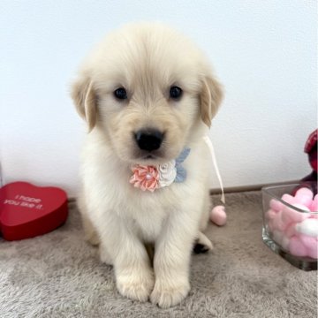 ゴールデンレトリバー【愛媛県・女の子・2025年7月30日・ゴールデン】の写真「元気いっぱいな女の子です♡♡」