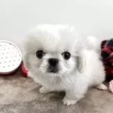 ペキニーズ