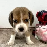 ビーグル